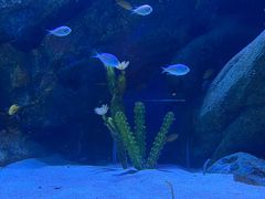 -海合安成都极地海洋公园