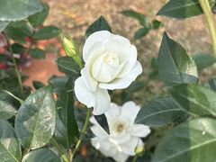 -人民公园(罗湖区)