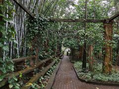 -南宁良凤江国家森林公园