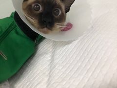 -达爱动物医院·犬猫分区·CT·复杂眼科(远洋山水分院)