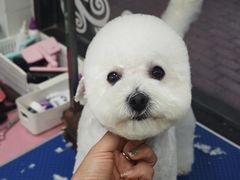 -芭比堂动物医院·心脏专科·夜诊·吉雅分院