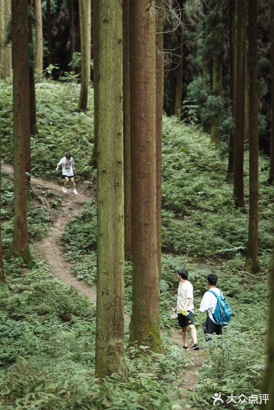 一周一山|彭州中坝森林
