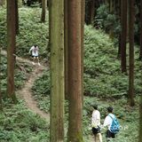 一周一山|彭州中坝森林