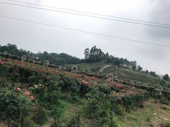-都江堰玫瑰花溪谷