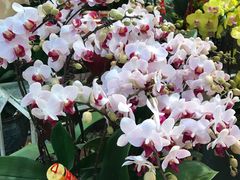 -双季花艺园艺市场(浦东店)