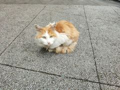 -舒记钵钵鸡