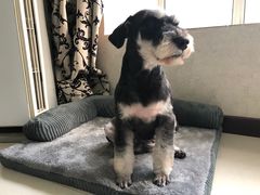 -读宠于你·约克夏比熊·睫角守宫·爬宠售卖(高新店)