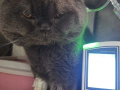 -纳吉亚猫专科动物医院(康都外科中心)