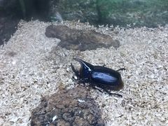 -上海大自然野生昆虫馆(东方明珠·爬宠昆虫探索中心)