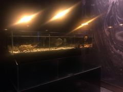 大堂-羽山料理