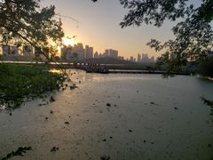 -月湖风景区
