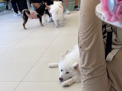 -怪兽屋·羊驼·猫咖·狗咖(俊华广场店)