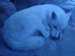 -芜湖新华联大白鲸海洋公园