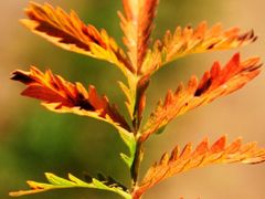 -塞罕坝国家级自然保护区