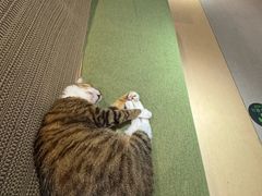 -御宝贝·A梦猫科宠物医院(国际猫友好医院)