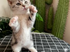 -喵zoo家庭繁育猫舍(尖东智能花园店)