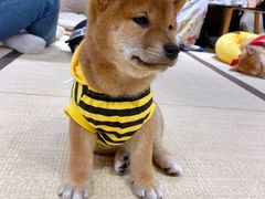 -逗柴咖啡屋·狗咖猫咖宠物桌游