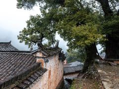-杨家堂村