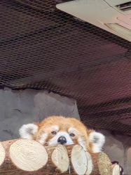 -Zoolung Zoolung动物主题公园(海信广场店)