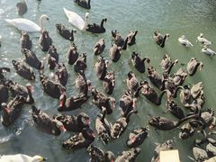 -长白岛森林公园