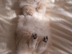 -猫十亿·布偶金渐层·曼基康矮脚猫舍(青年路店)