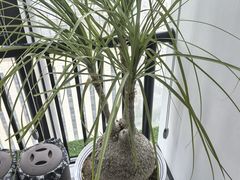 -青岛富力艾美酒店