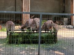 -合肥野生动物园