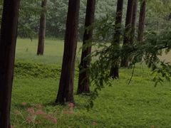 -黄海国家森林公园