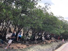 -宝安西湾红树林湿地公园