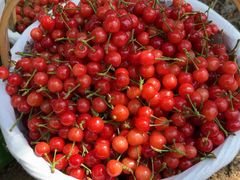 -北宅大永樱桃采摘基地(崂山总部)