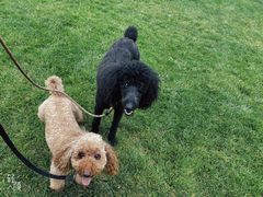 -米苏动物医院·犬猫专科·骨科外科内窥镜