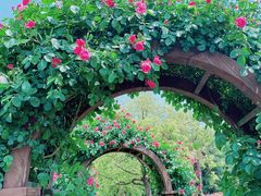 -上海滨江森林公园