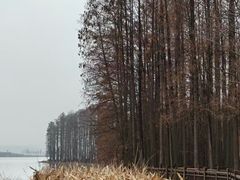 -东湖落雁景区