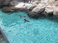 -上海野生动物园老虎餐厅