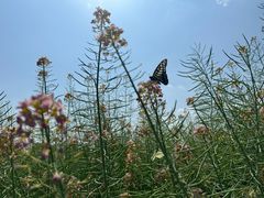 -中国天府农业博览园