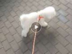 -瑞派·关忠动物医院·异宠专科·犬猫肿瘤·皮肤专科(望京店)