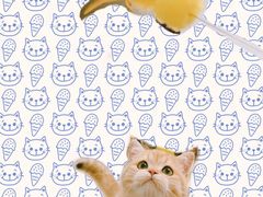 -东方名猫馆·英短金渐层布偶猫舍(环线广场1号楼店)