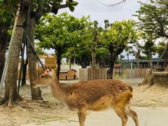 -鹿境梅花鹿生态园区