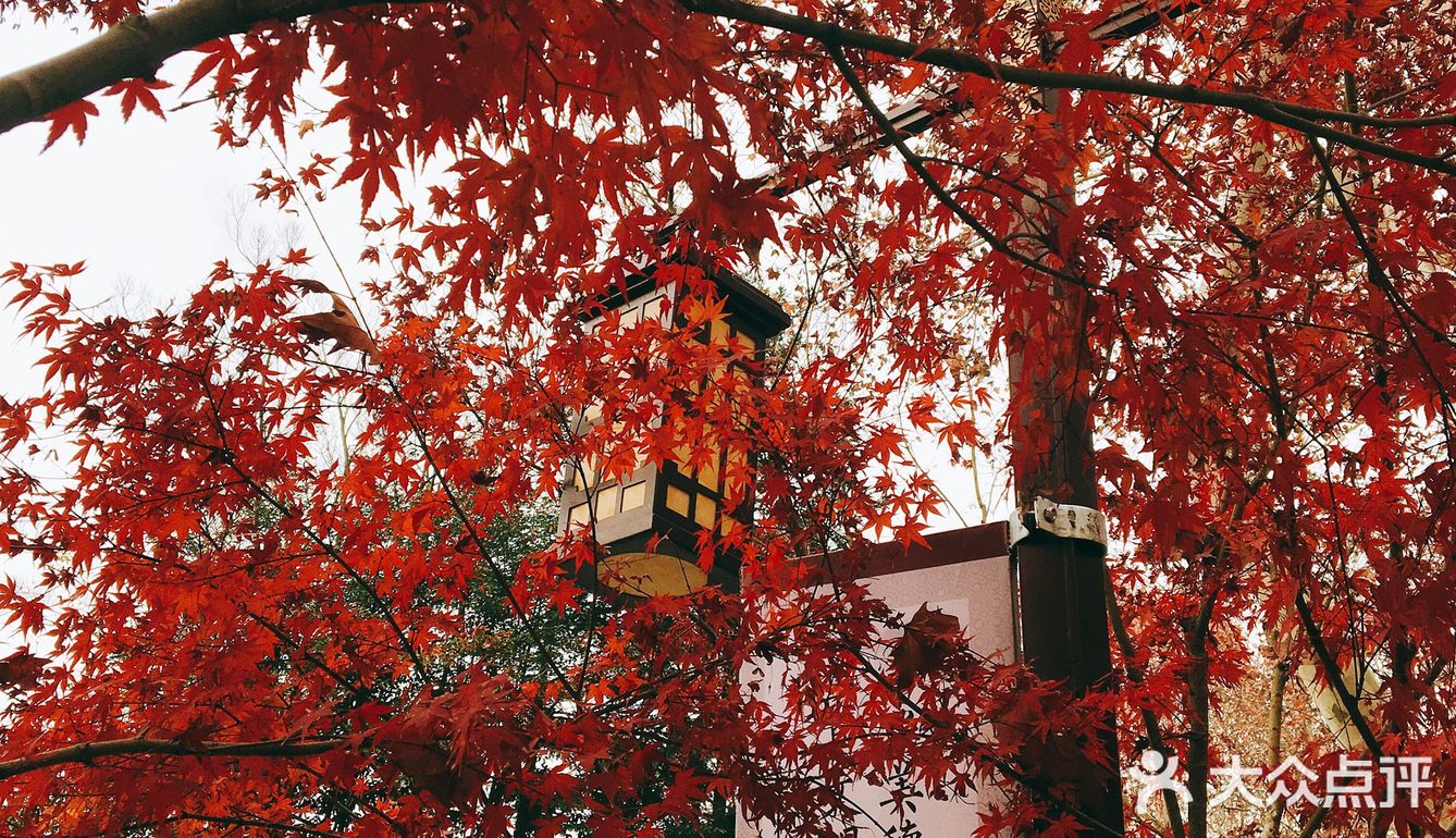 秋日南京不可错过的风景|栖霞山名胜风景区打卡攻略
