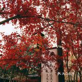 秋日南京不可错过的风景|栖霞山名胜风景区打卡攻略