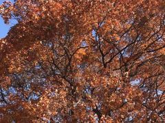 -五角枫生态旅游景区