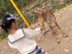 -合肥滨湖国家森林公园