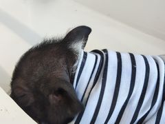 -怪兽屋·羊驼·猫咖·狗咖(俊华广场店)