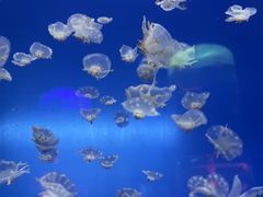 -左海海底世界