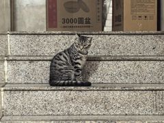 -山城家常菜铁锅炖鱼
