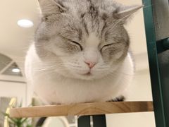 -共舞时光猫咖·狗咖(新街口店)
