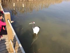 -盐城丹顶鹤湿地生态旅游区