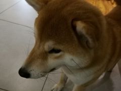 -柴务处·柴犬主题狗咖