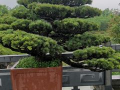 -炎帝陵景区
