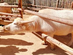 -泉州海丝野生动物世界